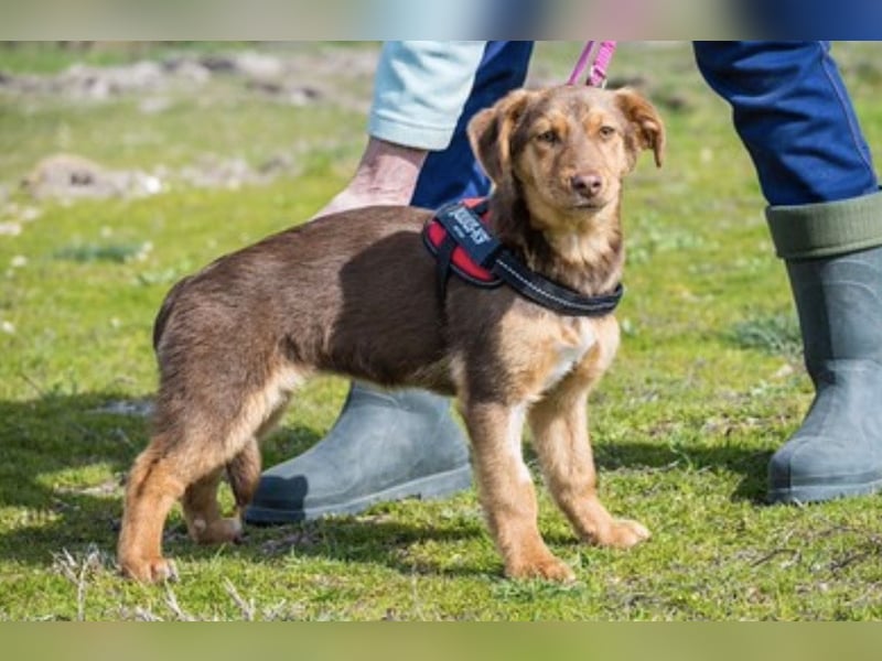 Temu SI – junge Hündin auf dem Weg ins Leben 