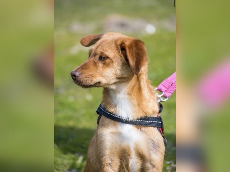 Tefal SI – offene junge Hündin sucht ihre Menschen 