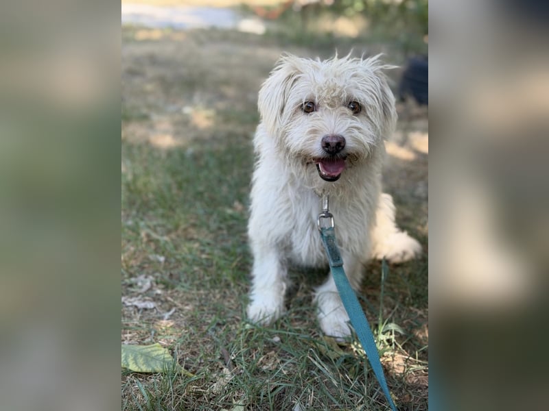 Norna – sensible kleine Hundedame sucht ihr „Für immer Körbchen“ 