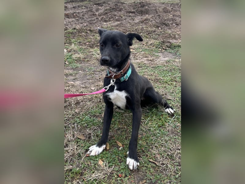 Lola LM – Sanfte Junghündin sucht geduldige Menschen mit Herz