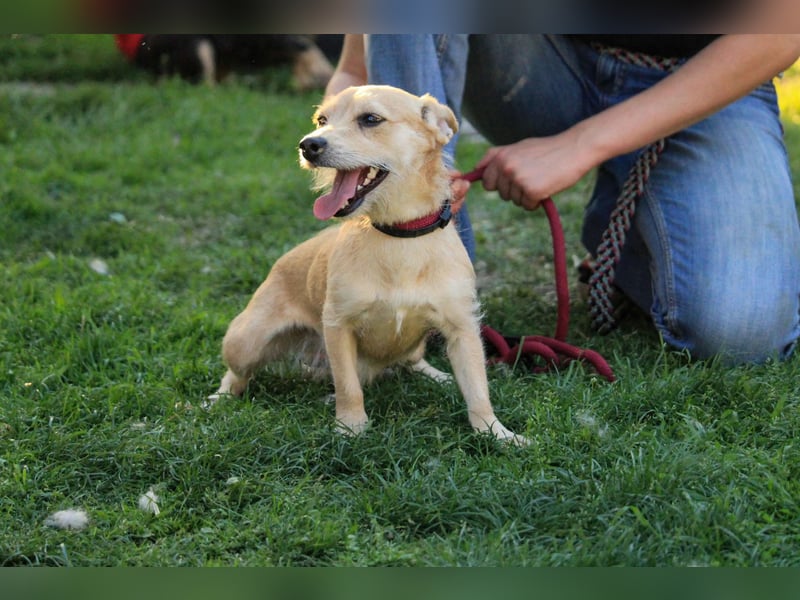 Füles BR - quirlig, verschmust und voller Lebensfreude