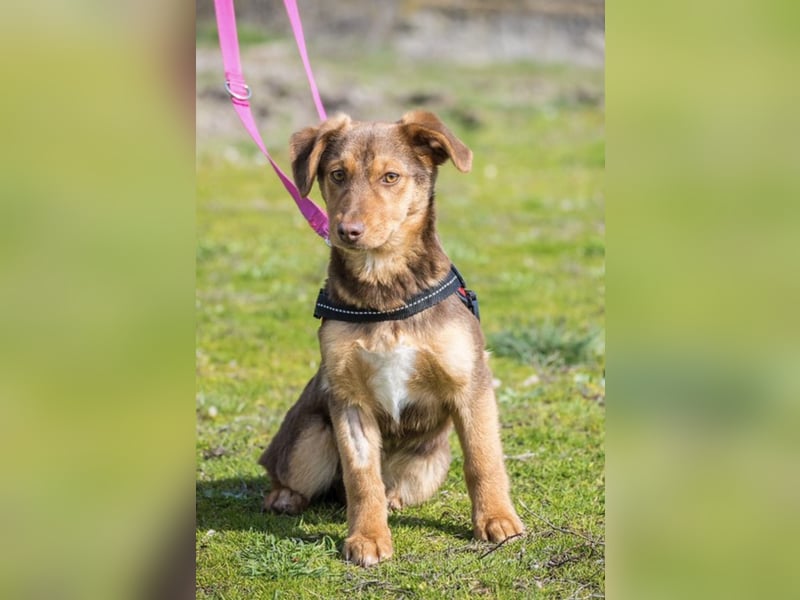 Temu SI – junge Hündin auf dem Weg ins Leben 