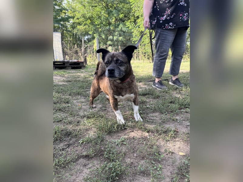 Winzling/ Pici 3 LM - Zarter Rüde auf leisen Pfoten