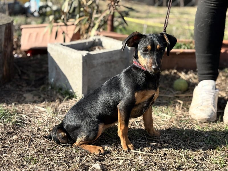 Male KK Raus aus dem Tierheim rein ins Glück