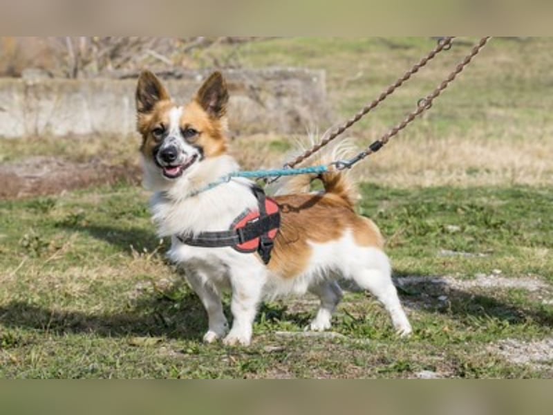 Rusty-SI - sucht warmes Körbchen ❤