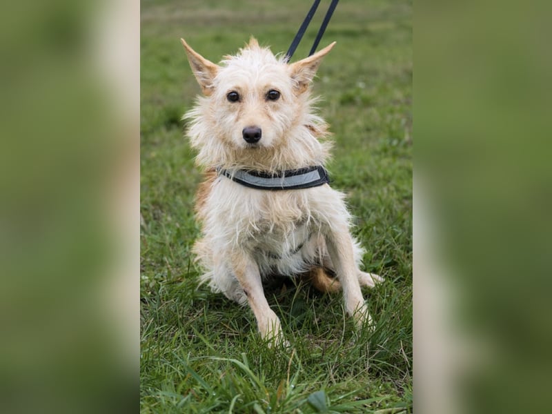 Jacky-SI – sensible Seele sucht geduldige Herzensmenschen 