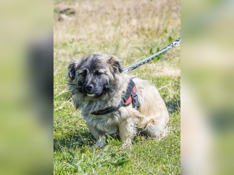 Mippi-Si- Freundlicher Junghund sucht ein Körbchen Für-immer