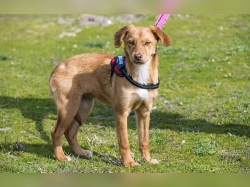 Tefal SI – offene junge Hündin sucht ihre Menschen 