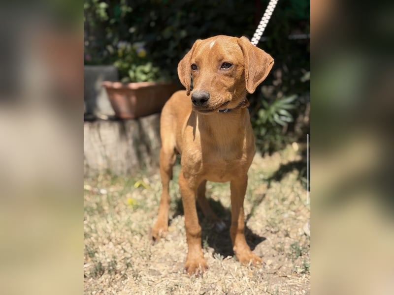 Remig-KK – fröhlicher Junghund sucht hundebegeistertes Zuhause 