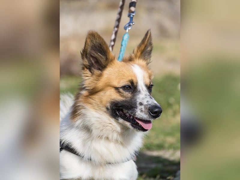 Rusty-SI - sucht warmes Körbchen ❤