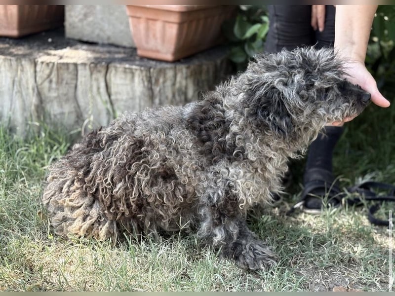 Uzon-KK – sanfter Hundesenior sucht ein liebevolles Zuhause für den Lebensabend 