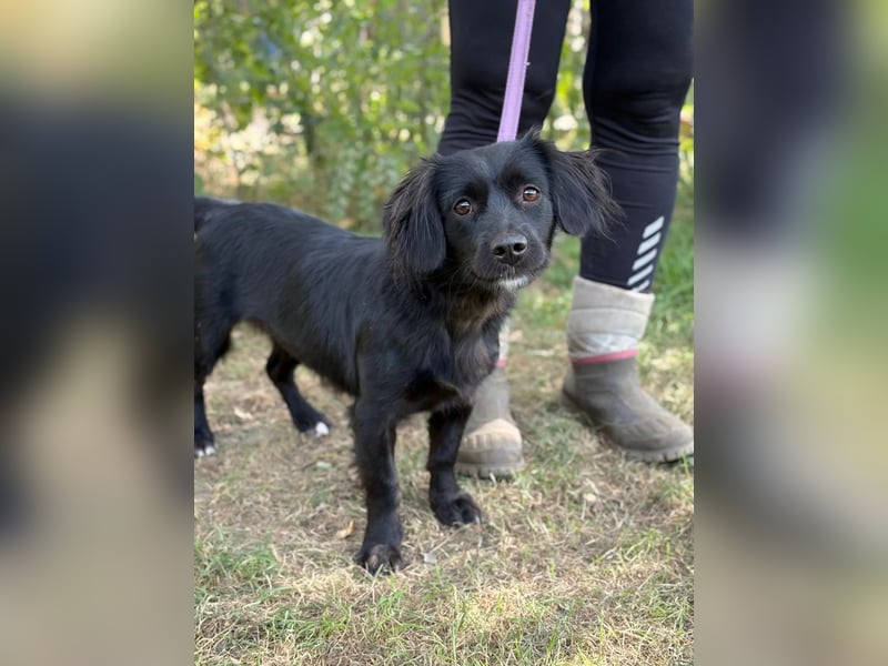 Gitka-KK – tapfere kleine Hündin sucht Menschen mit Geduld und Herz 