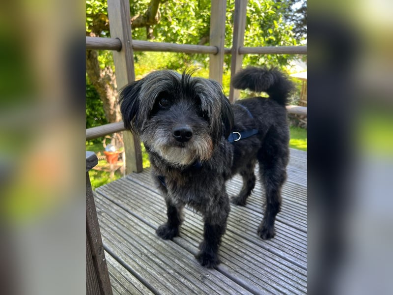 Axel – freundlicher Begleiter sucht ein ruhiges Zuhause 