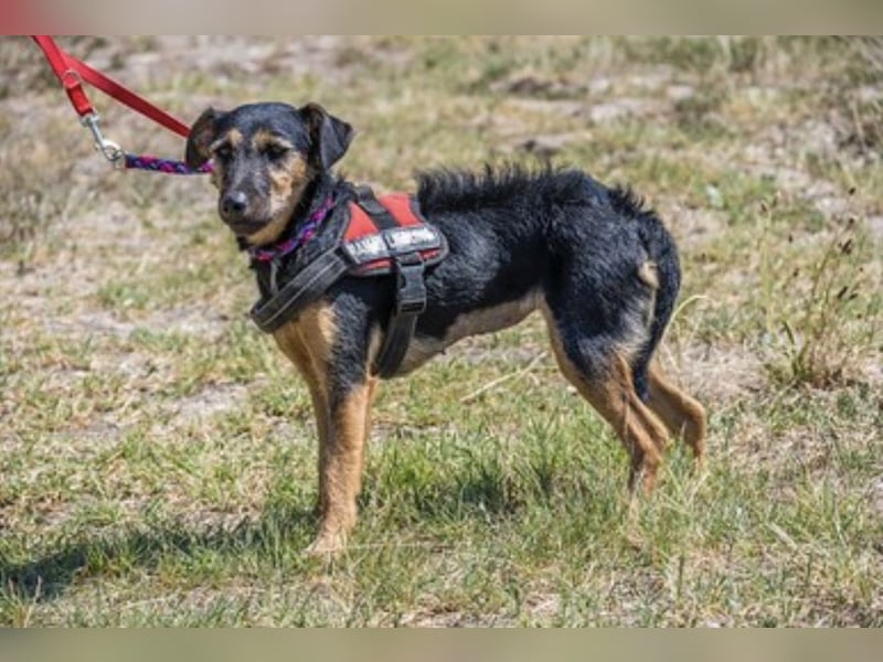 Papaya SI – fröhliche Terriermix Hündin möchte endlich ankommen 
