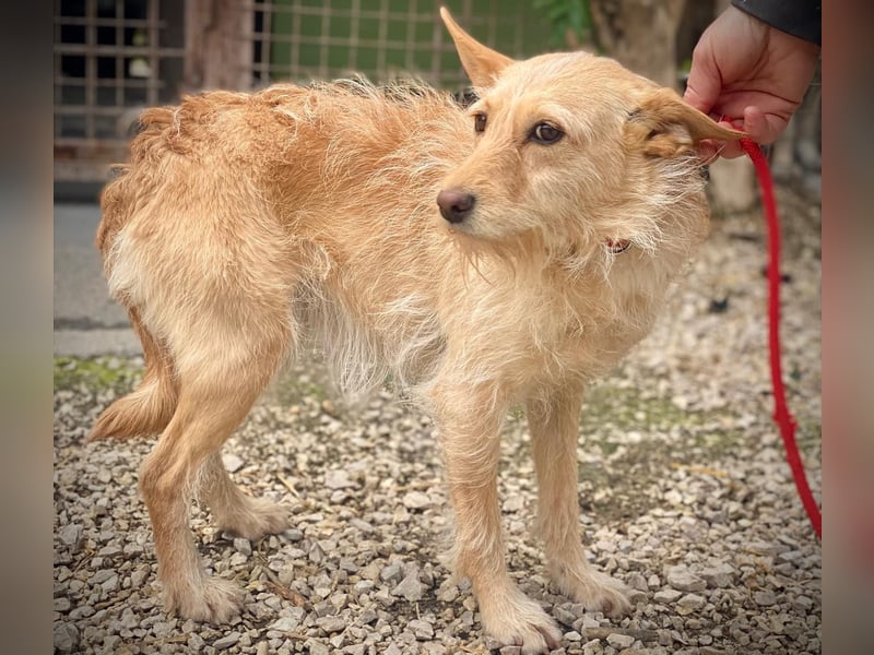 Jacky-SI – sensible Seele sucht geduldige Herzensmenschen 