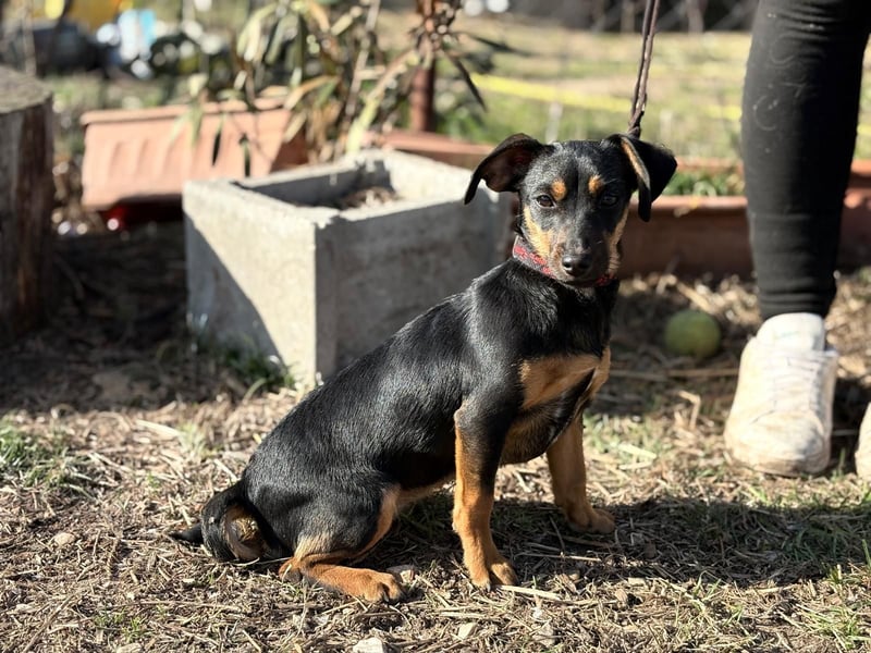 Male KK Raus aus dem Tierheim rein ins Glück