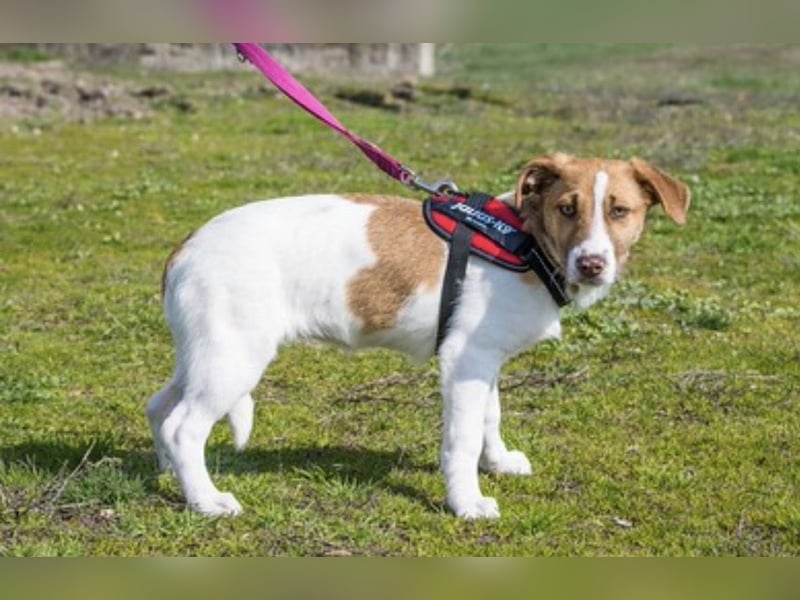 Tesco SI – vorsichtige junge Hündin sucht geduldiges Zuhause 