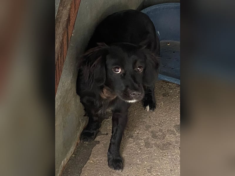 Gitka-KK – tapfere kleine Hündin sucht Menschen mit Geduld und Herz 