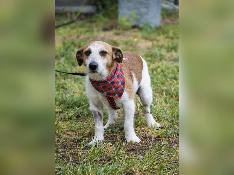 Rozsdi-SI- kleiner Familienhund mit großem Herz ♥