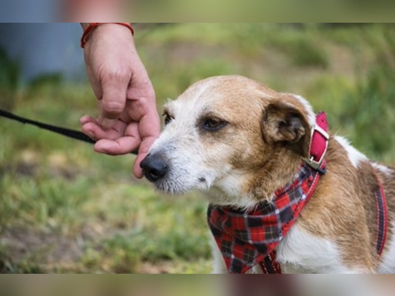 Rozsdi-SI- kleiner Familienhund mit großem Herz ♥