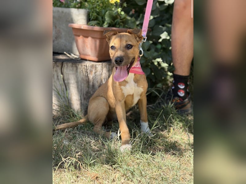 Szeniz-KK – fröhliches Hundekind sucht liebevolles Zuhause 