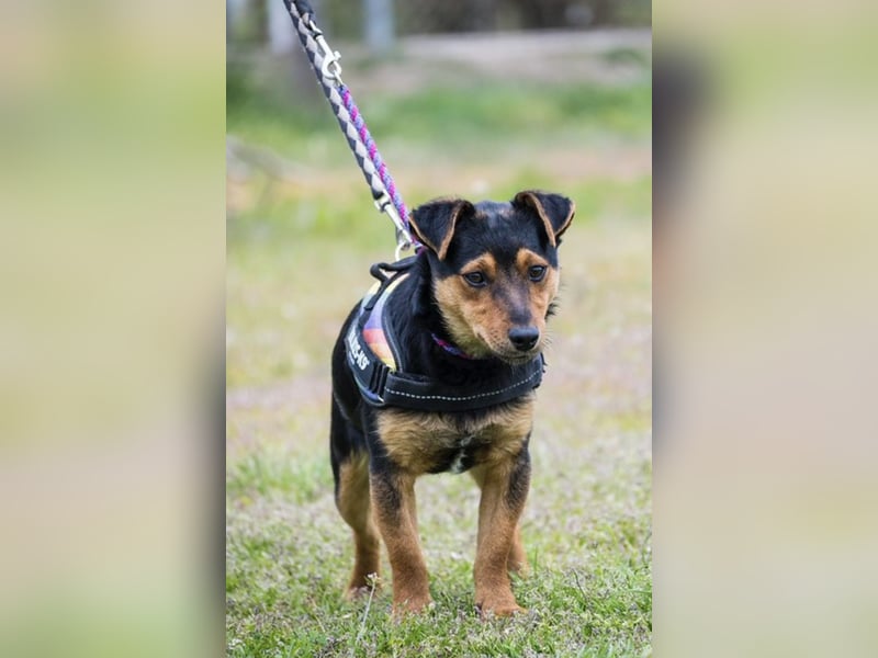 Lupin – liebenswerter Terrier- Mix sucht sein Für-immer- Zuhause