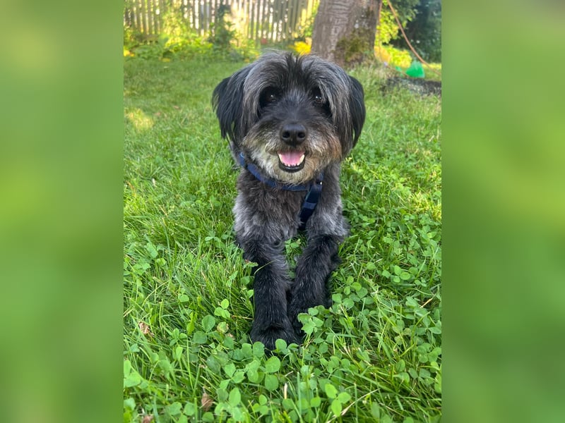 Axel – freundlicher Begleiter sucht ein ruhiges Zuhause 