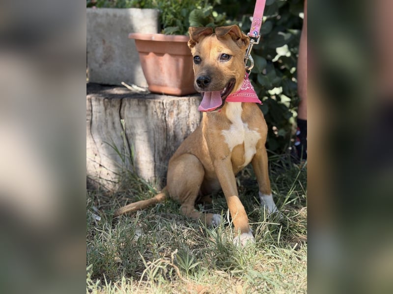Szeniz-KK – fröhliches Hundekind sucht liebevolles Zuhause 