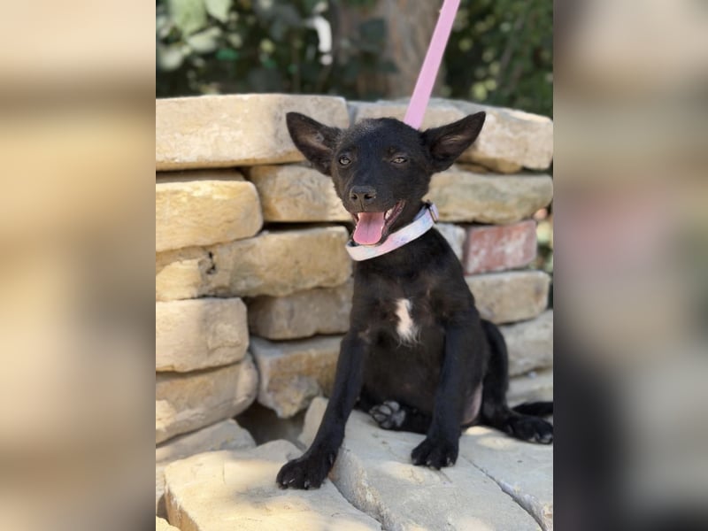 Larett-KK – entzückendes Hundekind sucht liebevolles Zuhause 
