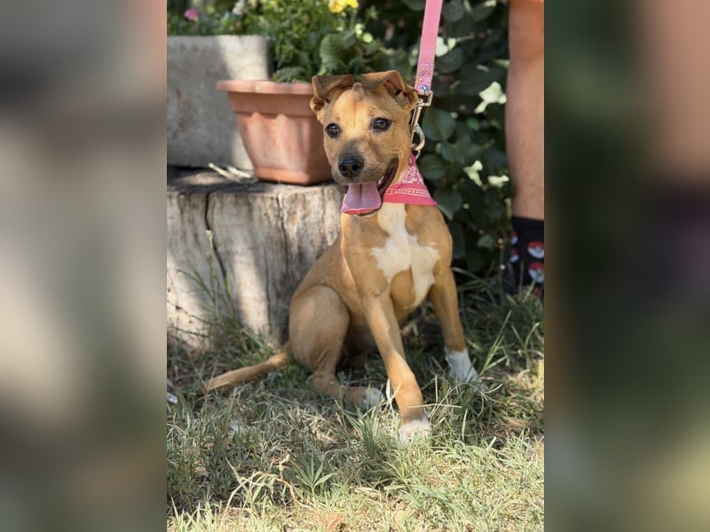 Szeniz-KK – fröhliches Hundekind sucht liebevolles Zuhause 