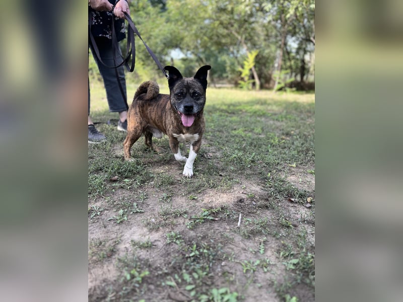 Winzling/ Pici 3 LM - Zarter Rüde auf leisen Pfoten