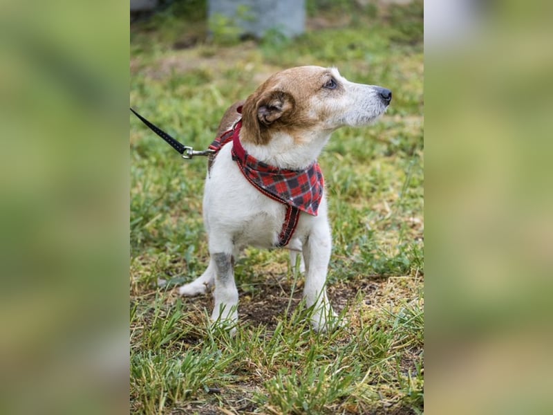Rozsdi-SI- kleiner Familienhund mit großem Herz ♥