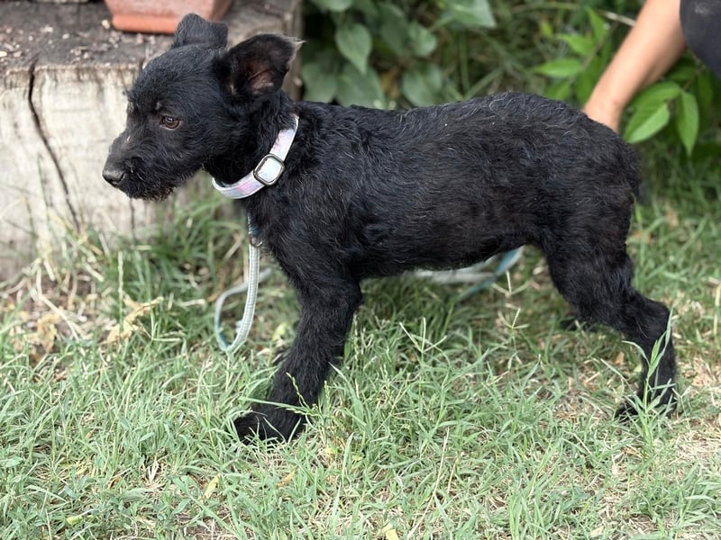 Itala KK – fröhliches Hundekind sucht liebevolle Familie 