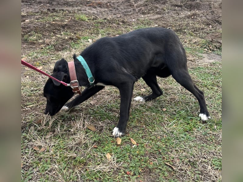 Lola LM – Sanfte Junghündin sucht geduldige Menschen mit Herz