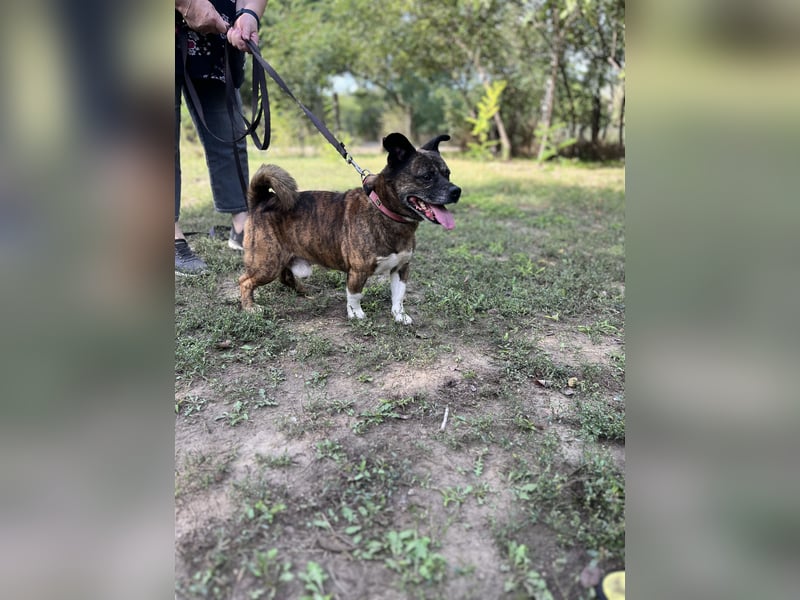 Winzling/ Pici 3 LM - Zarter Rüde auf leisen Pfoten