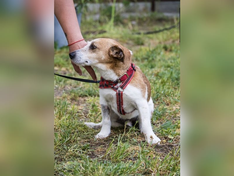 Rozsdi-SI- kleiner Familienhund mit großem Herz ♥