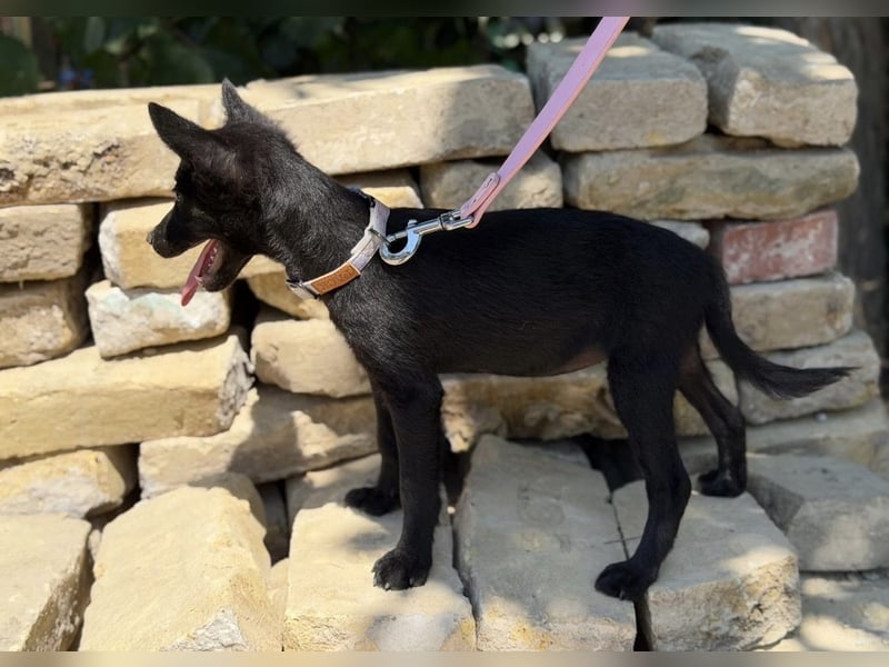 Larett-KK – entzückendes Hundekind sucht liebevolles Zuhause 