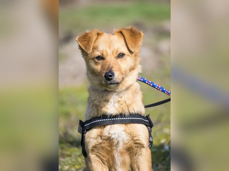 Csiperke SI – aktive kleine Hündin sucht bewegtes Familienleben 