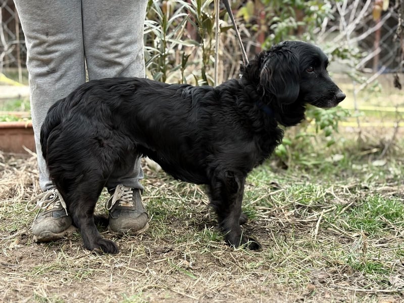 PÖTYI (KK) – sanfte Seniorin sucht einen ruhigen Platz fürs Herz