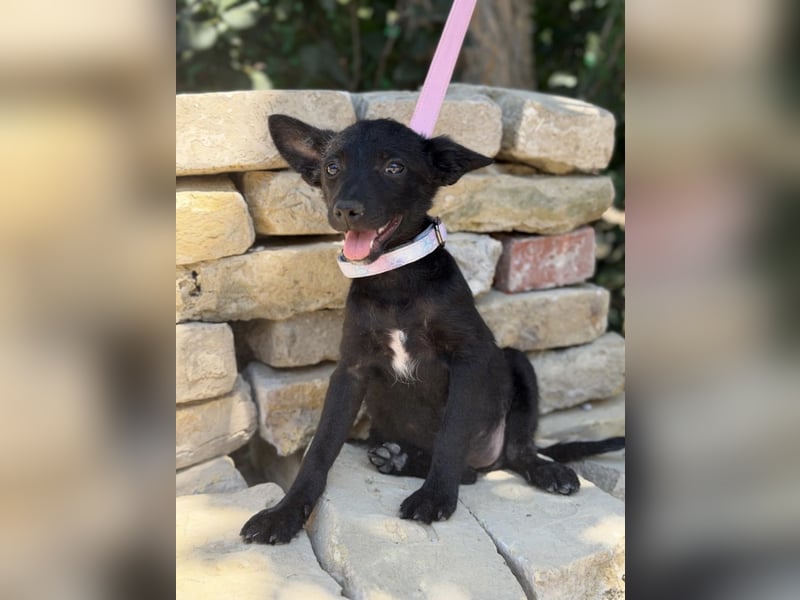Larett-KK – entzückendes Hundekind sucht liebevolles Zuhause 