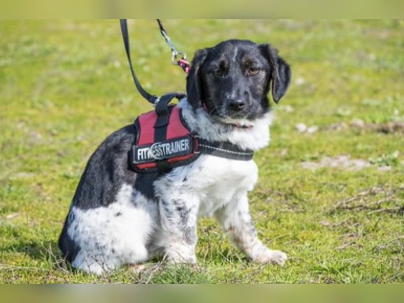 Teri SI – kleine besondere Hündin sucht ihr Zuhause 