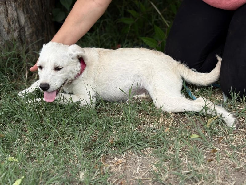 Doretta_KK – liebenswertes Hundekind sucht ihr Für-immer-Zuhause 
