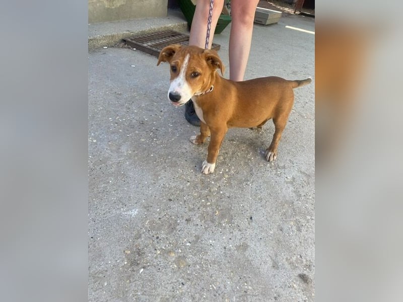 Yellina-KK – liebe, ausgeglichene kleine Hündin sucht ihr Zuhause 