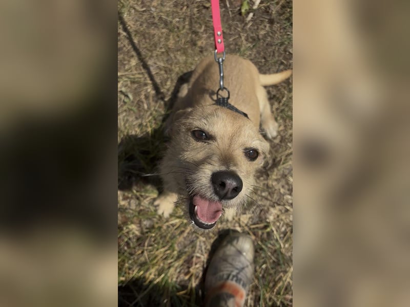 Füles BR - quirlig, verschmust und voller Lebensfreude