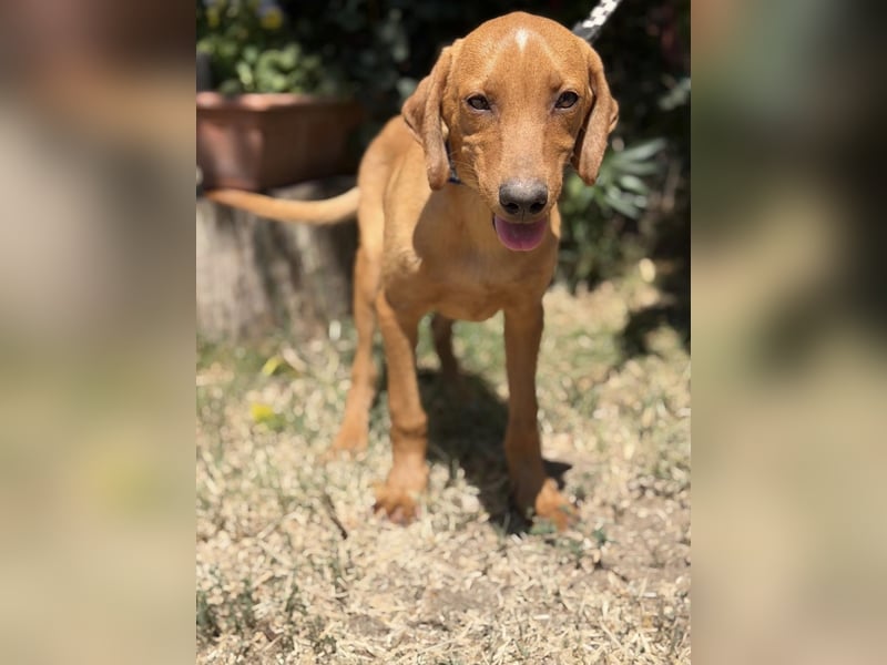 Remig-KK – fröhlicher Junghund sucht hundebegeistertes Zuhause 