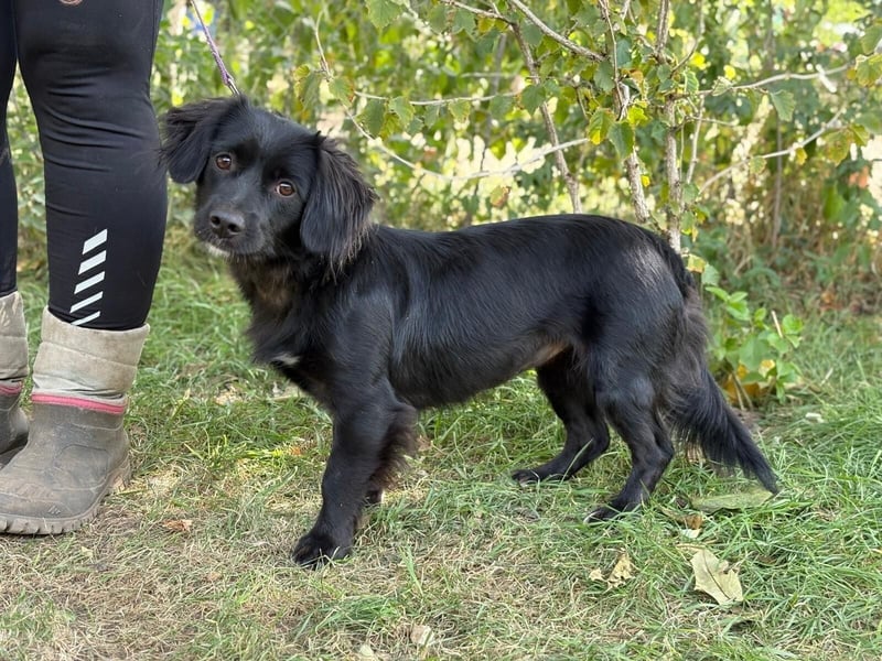 Gitka-KK – tapfere kleine Hündin sucht Menschen mit Geduld und Herz 