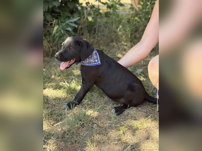 Jasper-KK – kleines Juwel sucht Abenteuer und Familie 