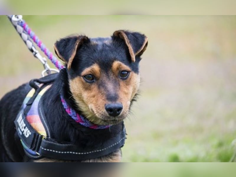Lupin – liebenswerter Terrier- Mix sucht sein Für-immer- Zuhause