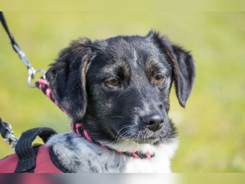 Teri SI – kleine besondere Hündin sucht ihr Zuhause 