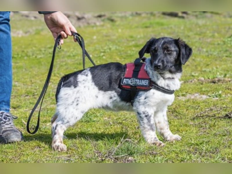 Teri SI – kleine besondere Hündin sucht ihr Zuhause 